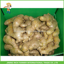 Good Quality New Season Fresh Ginger Air Dried Ginger Size 250gm & up Packing 30lb PVC Box European Market